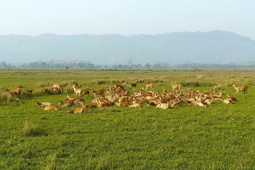 Kaziranga NP