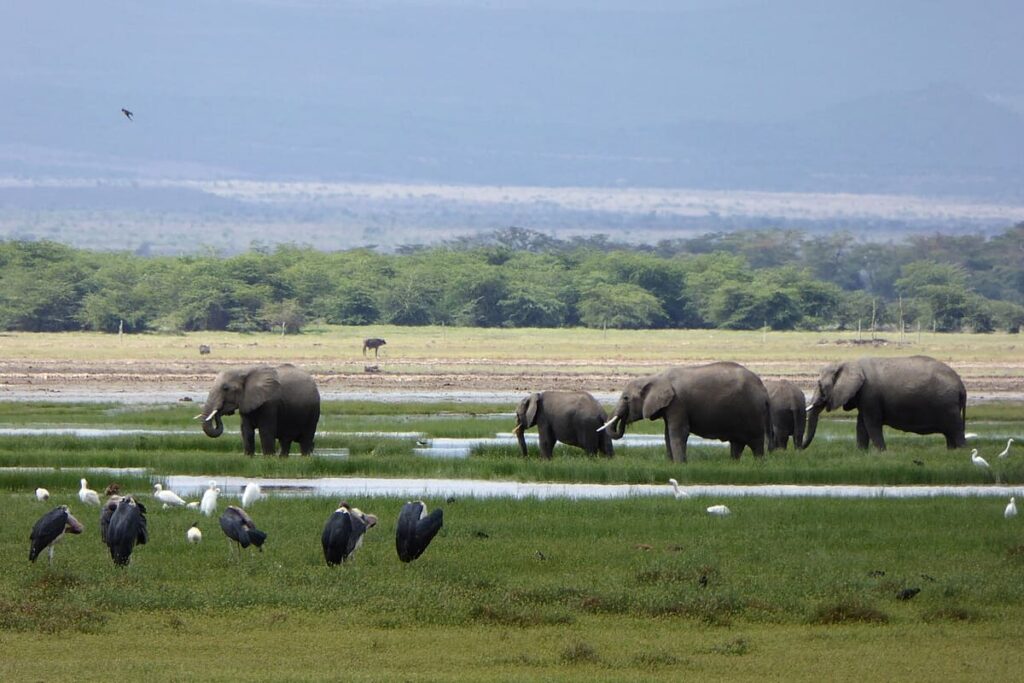Amboseli Elephants
