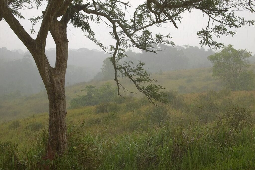 Khao Yai Forest