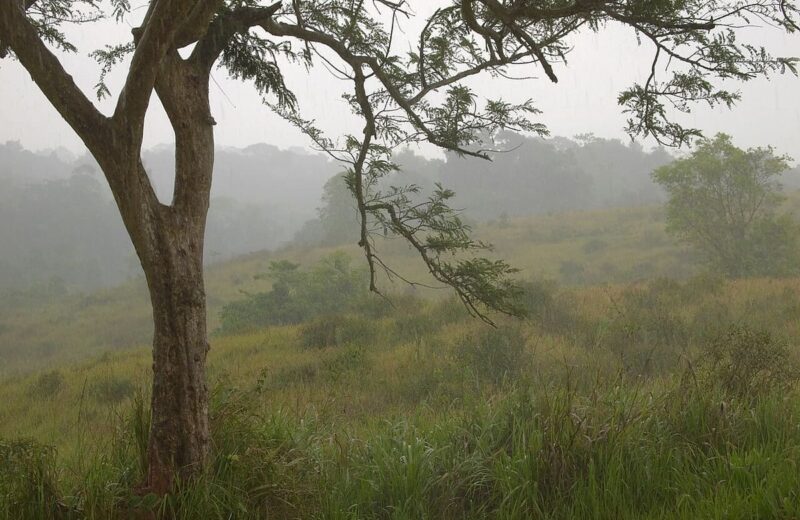 Khao Yai Forest