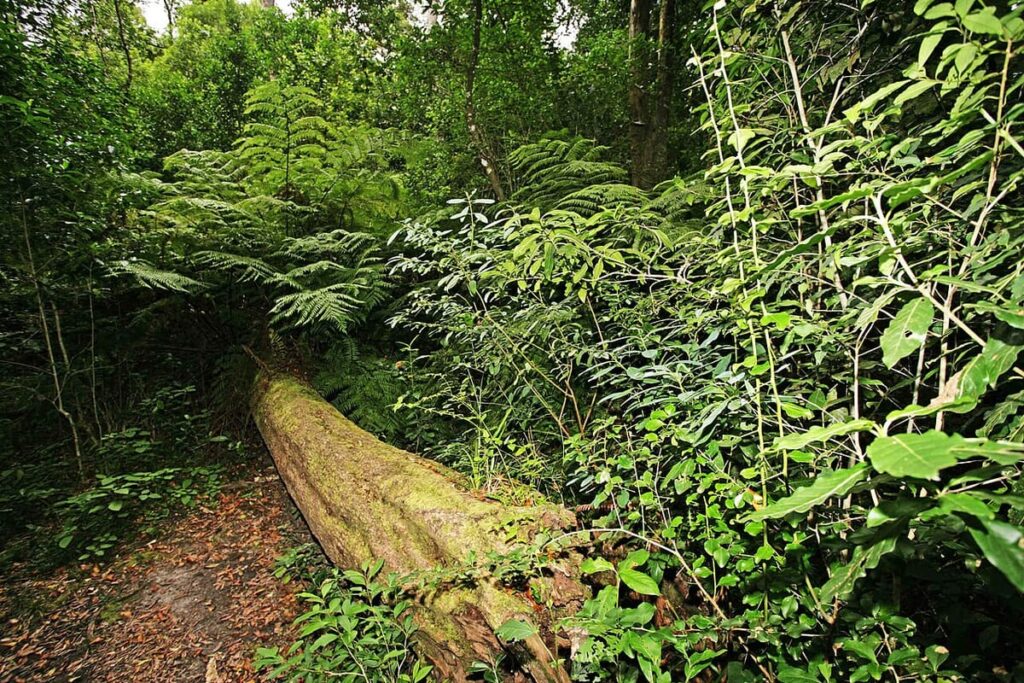 Knysna Forest