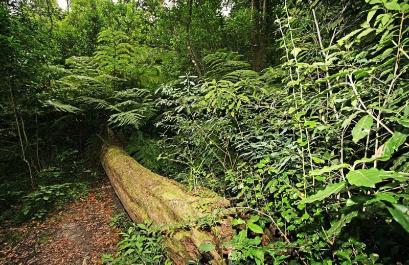 Knysna Forest