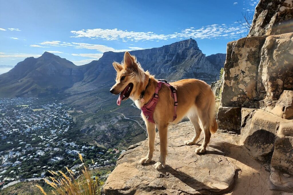 Lion’s Head