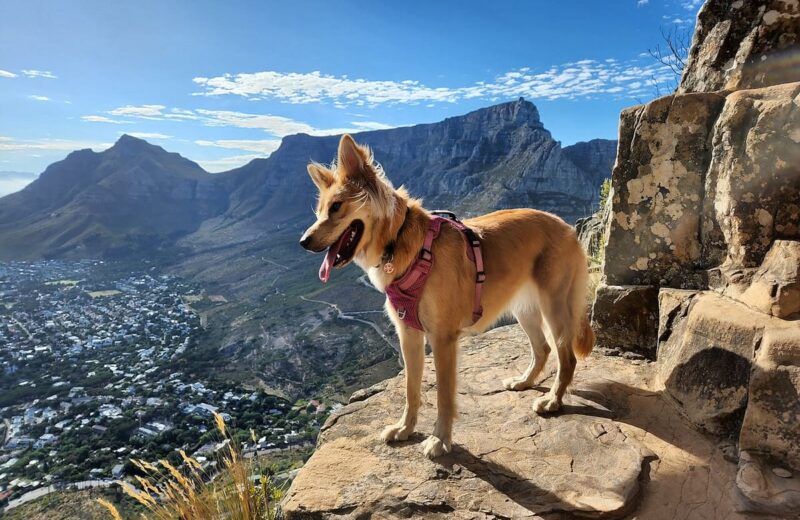 Lion’s Head