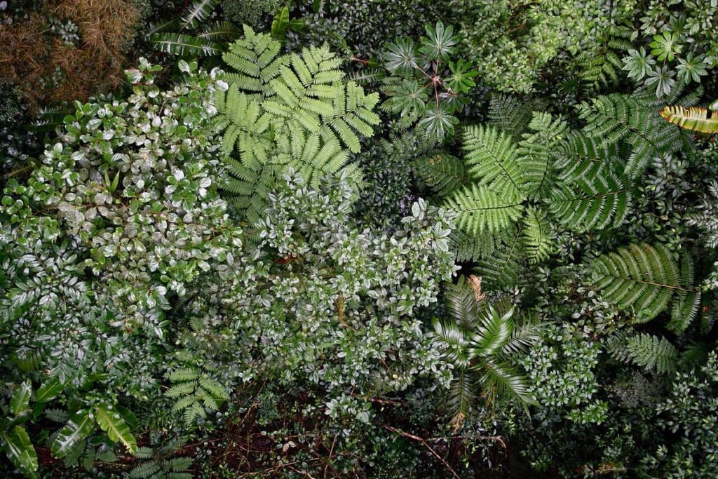 Monteverde Cloud Forest