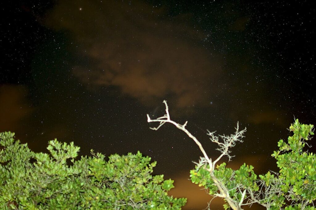 Mosquito Bay (Bioluminescent)
