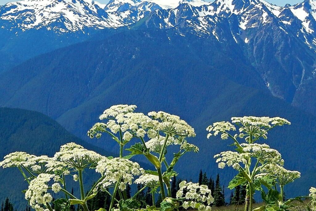 Mount Olympus