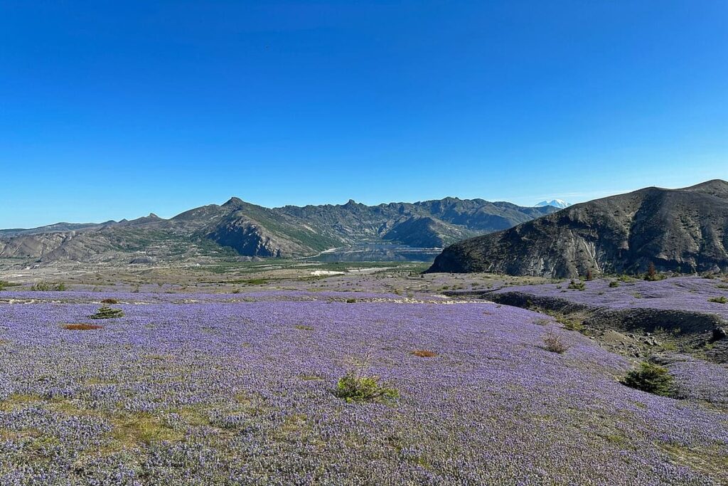 Mount St. Helens NM