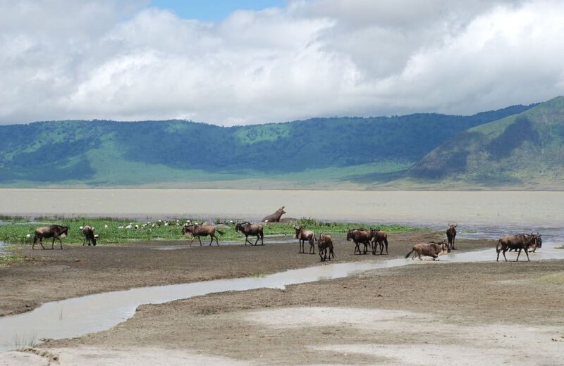 Ngorongoro Crater