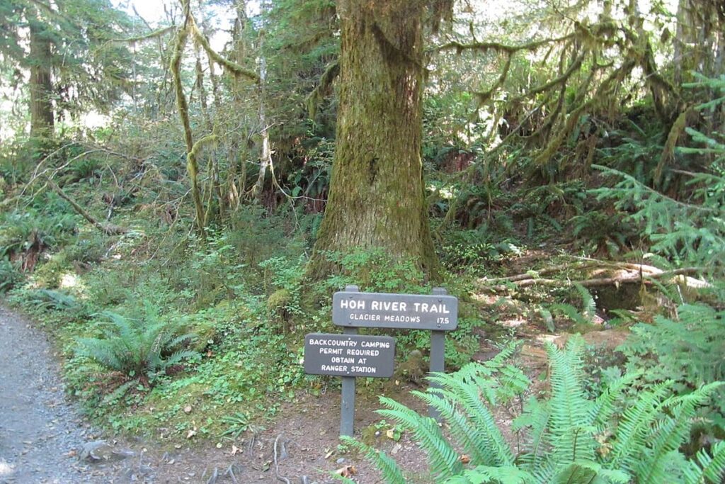 Hoh Rainforest Camping