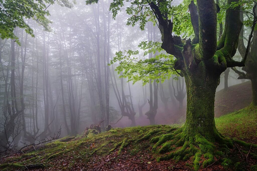 Otzarreta Forest