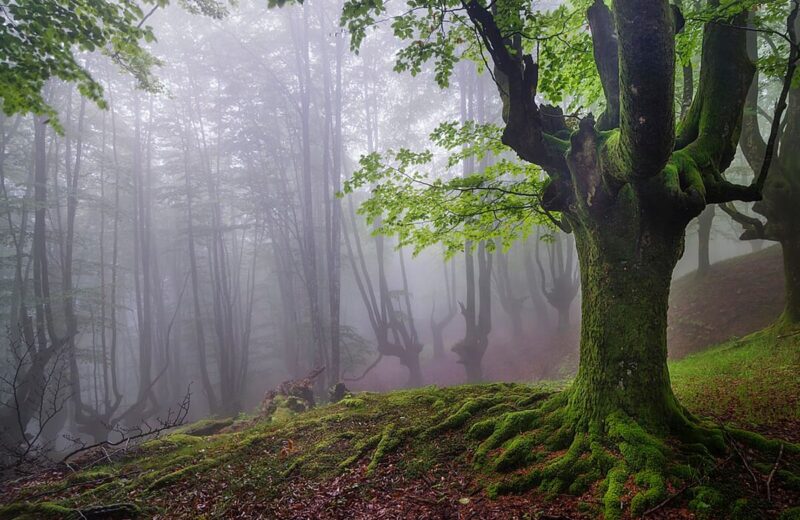 Otzarreta Forest