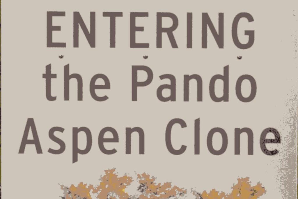 Pando Aspen Clone