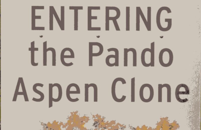 Pando Aspen Clone