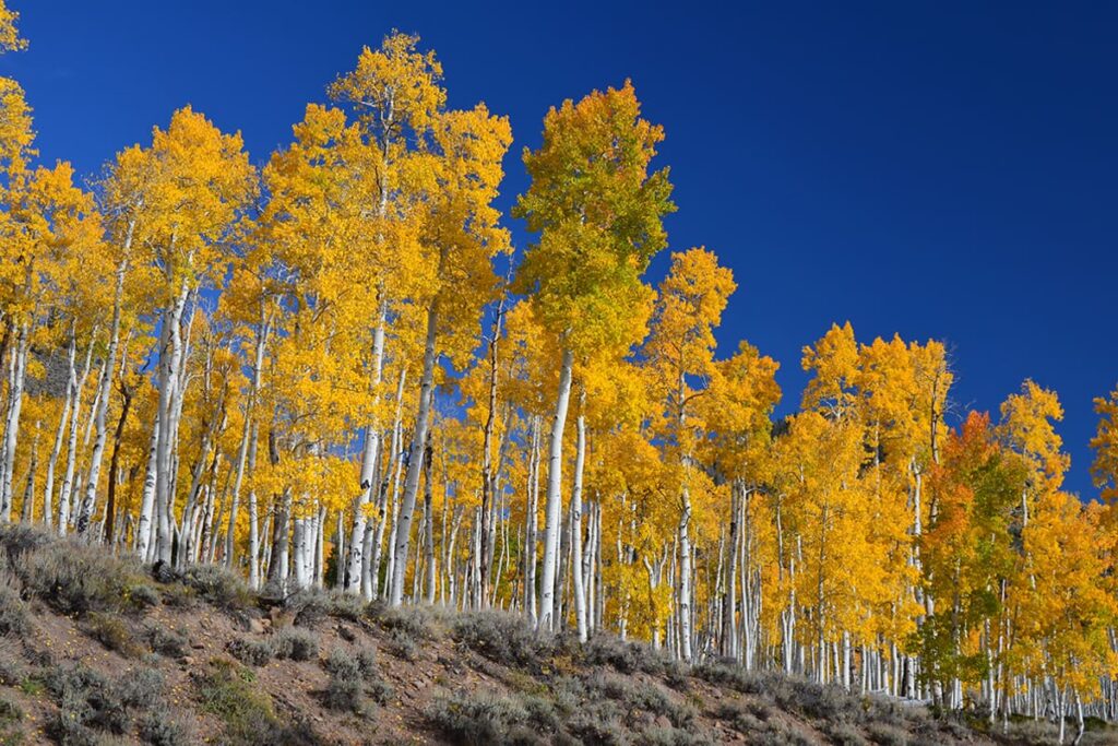 Pando Aspen Grove