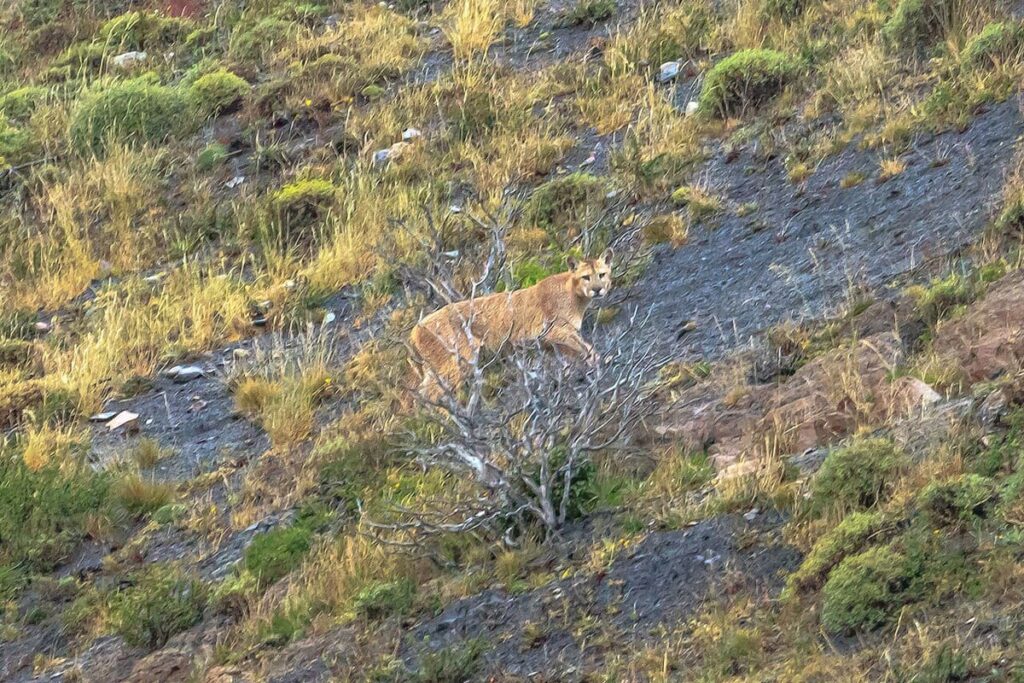 Patagonia Puma Tracking