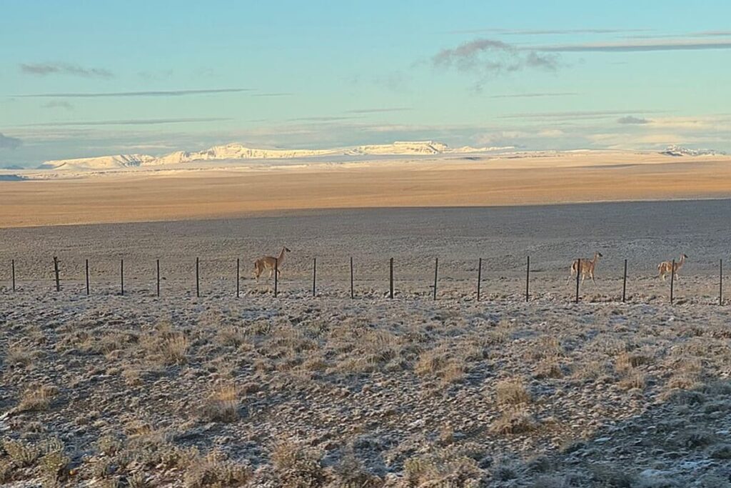 Patagonian Steppe
