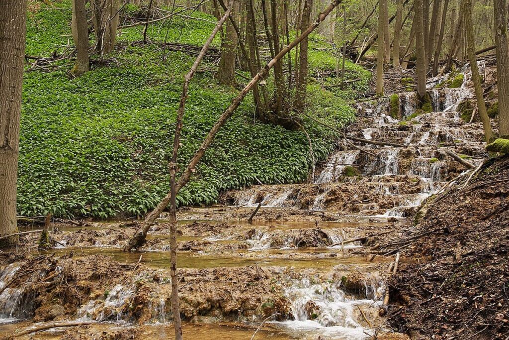 Plitvice Beech Forest