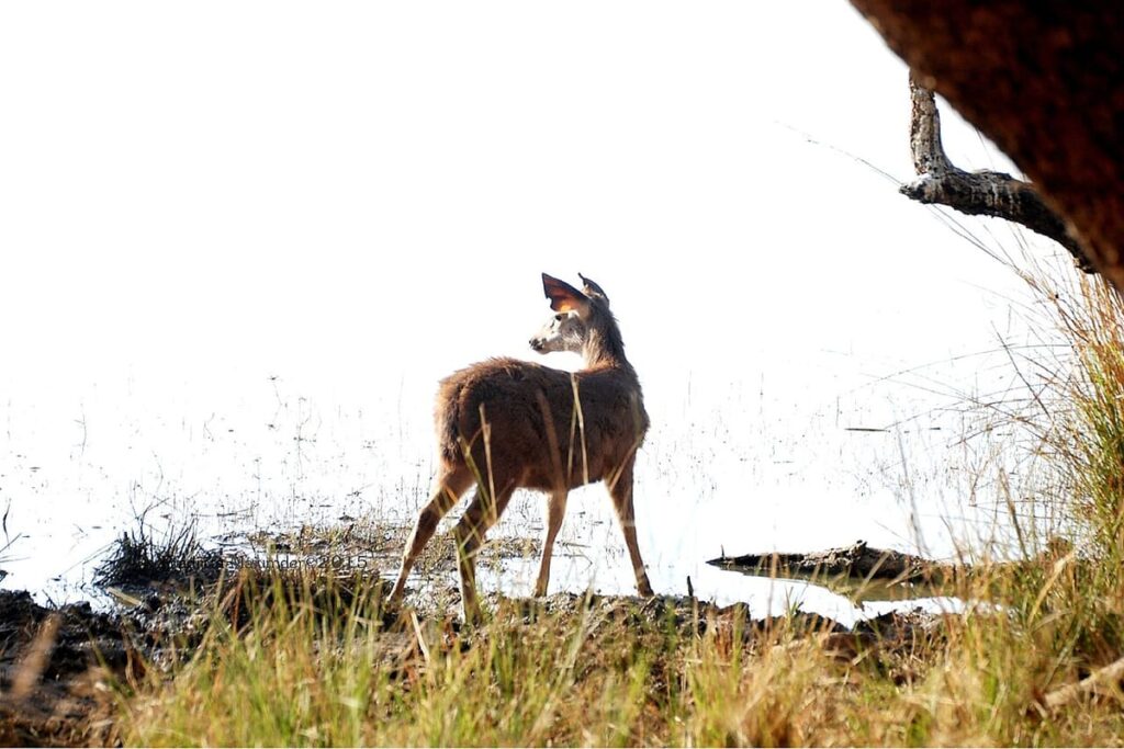 Ranthambore National Park