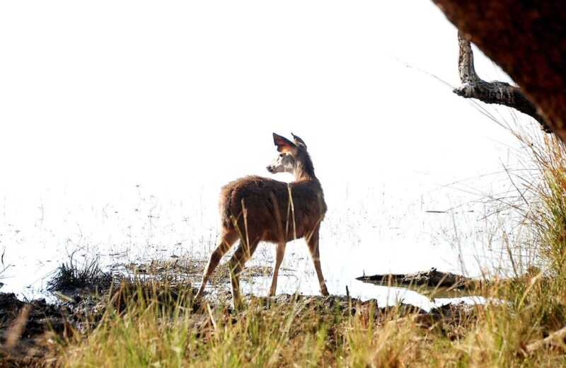 Ranthambore National Park