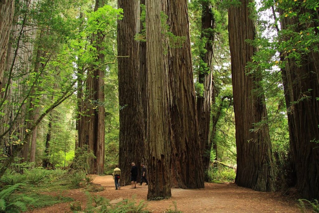 Jedediah Smith Redwoods