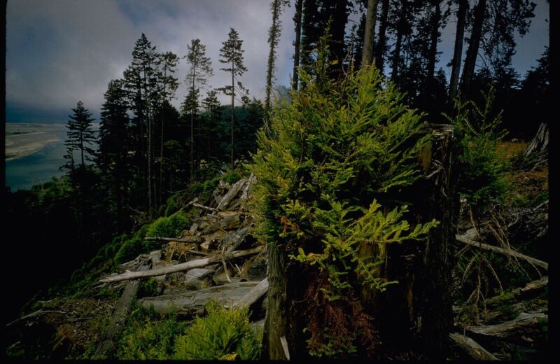 Redwood National Park
