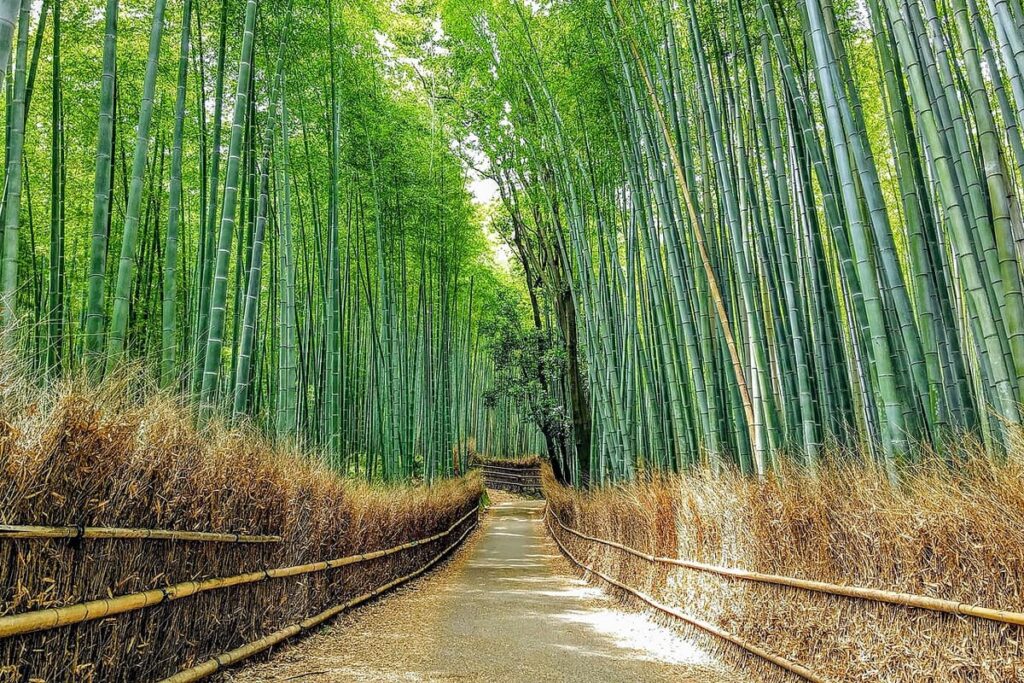 Sagano Bamboo Forest