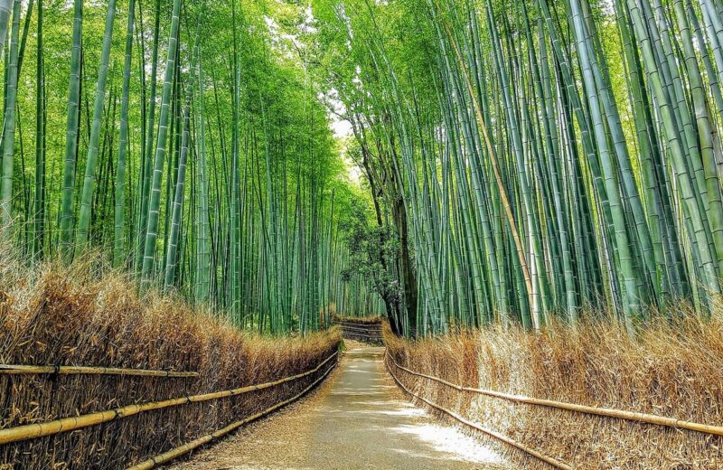 Sagano Bamboo Forest