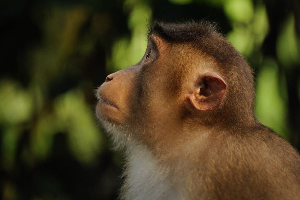 Sepilok Orangutan Sanctuary