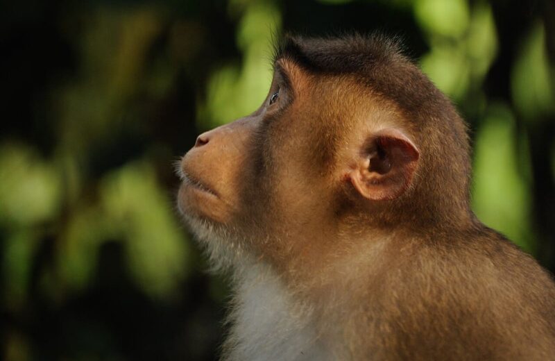Sepilok Orangutan Sanctuary