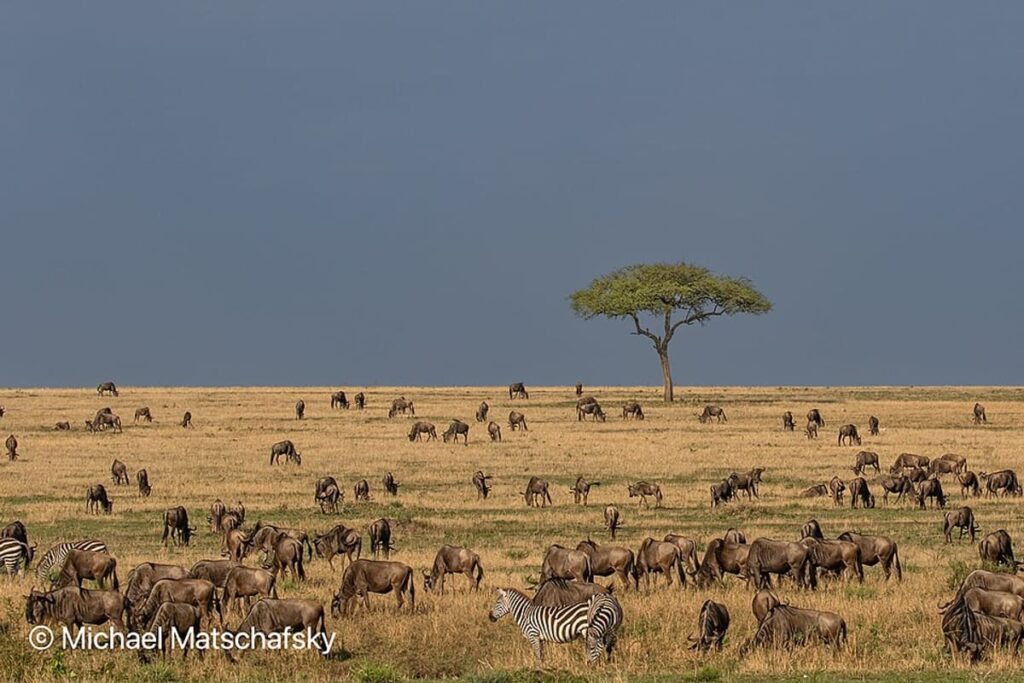 Serengeti Migration