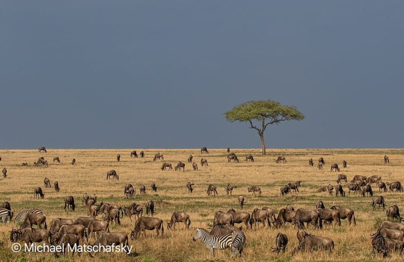 Serengeti Migration
