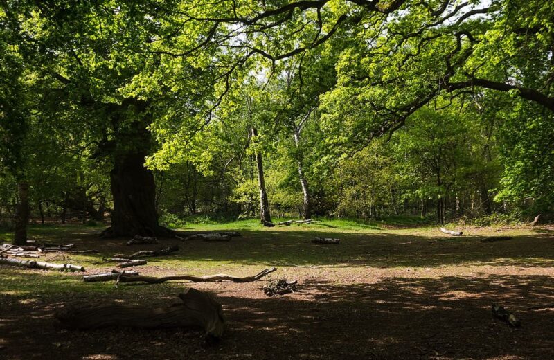 Sherwood Forest