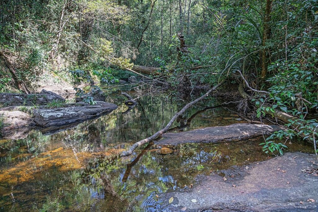 Sinharaja Forest