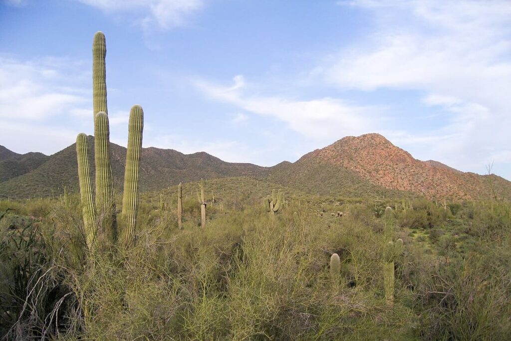 Saguaro Desert (Sonoran)