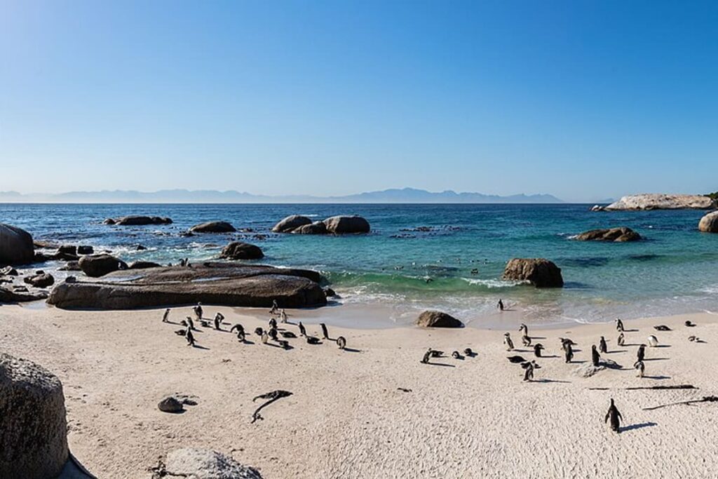 Boulders Beach Penguins