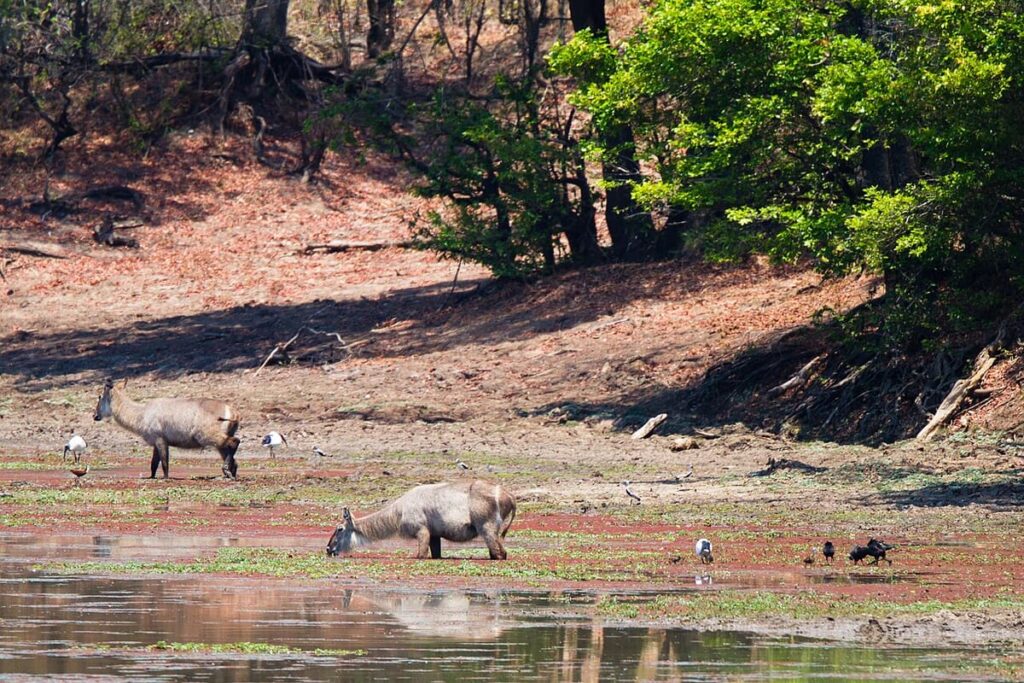 South Luangwa National Park