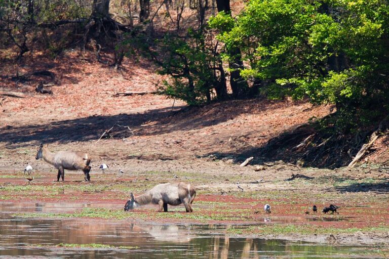 South Luangwa National Park