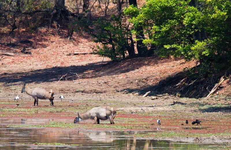 South Luangwa National Park