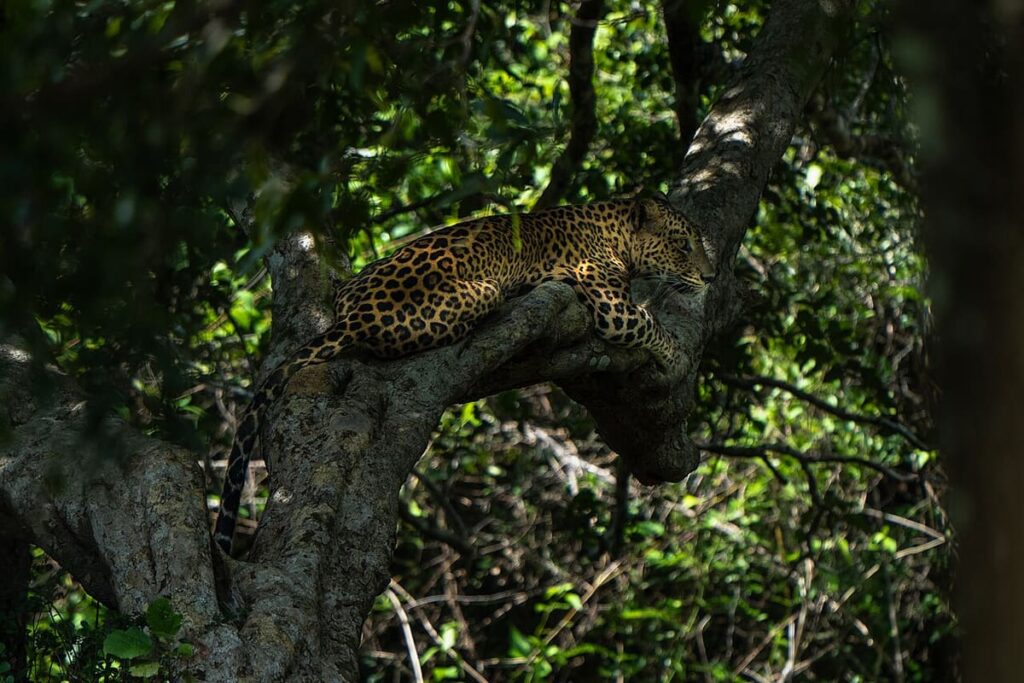Wilpattu Leopards