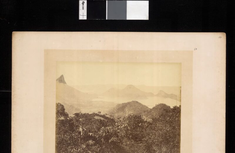 Tijuca Forest