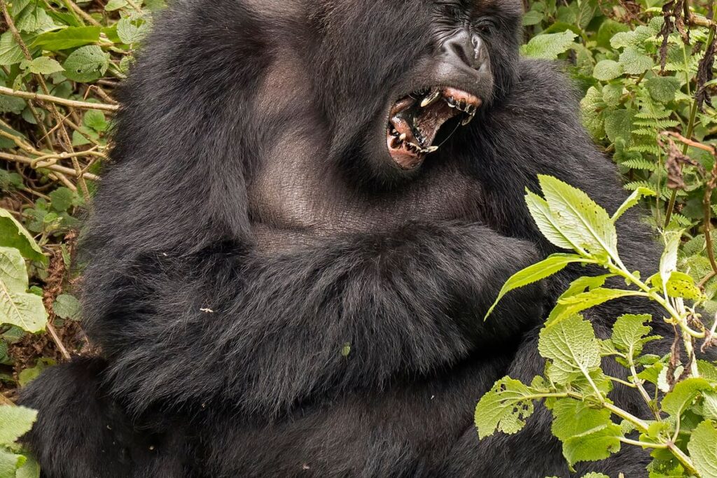 Volcanoes National Park (Rwanda)