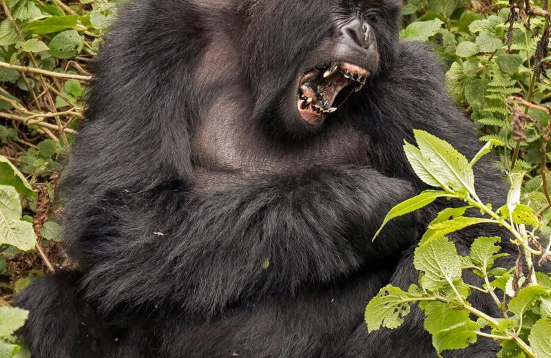 Volcanoes National Park (Rwanda)
