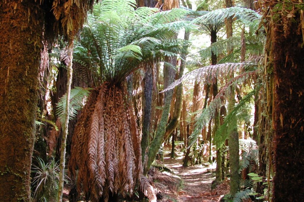 Whirinaki Forest