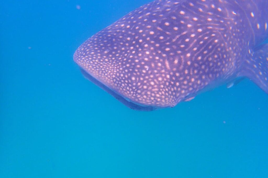 Whale Sharks (Mafia Island)