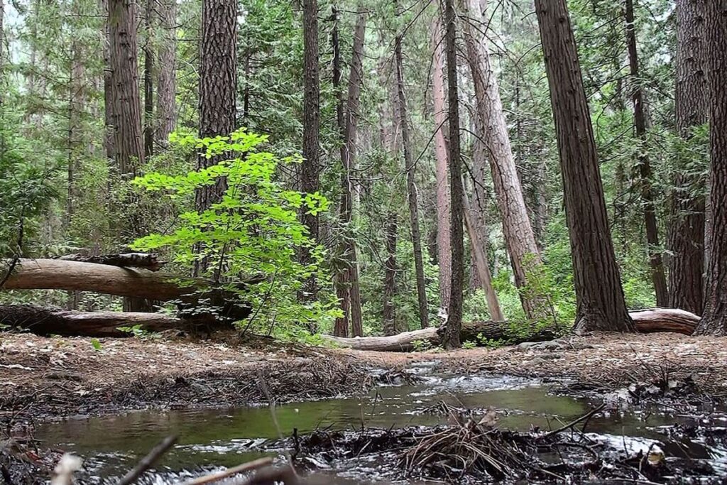 Yosemite (Upper Pines)