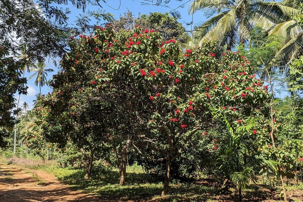 Zanzibar