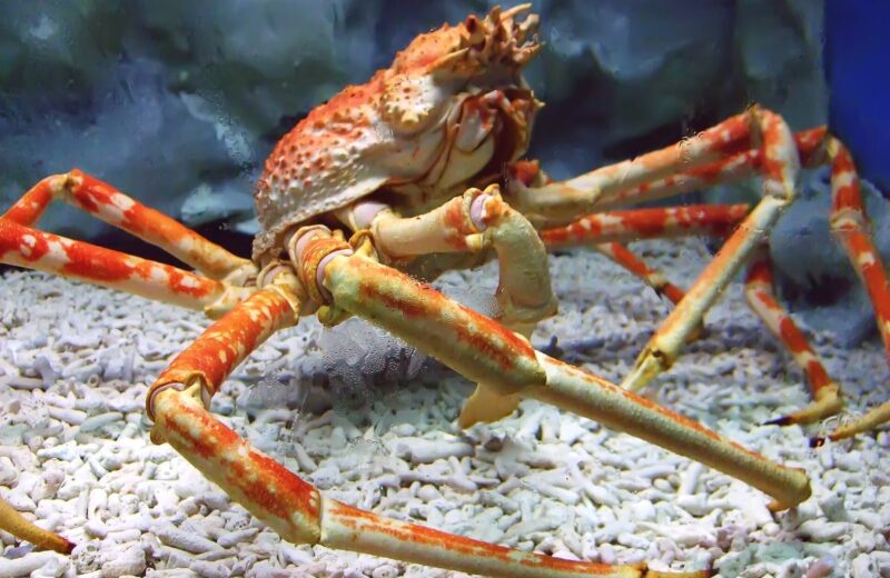 Manila Ocean Park Ticket Prices + Complete Visitor Guide (2026)
