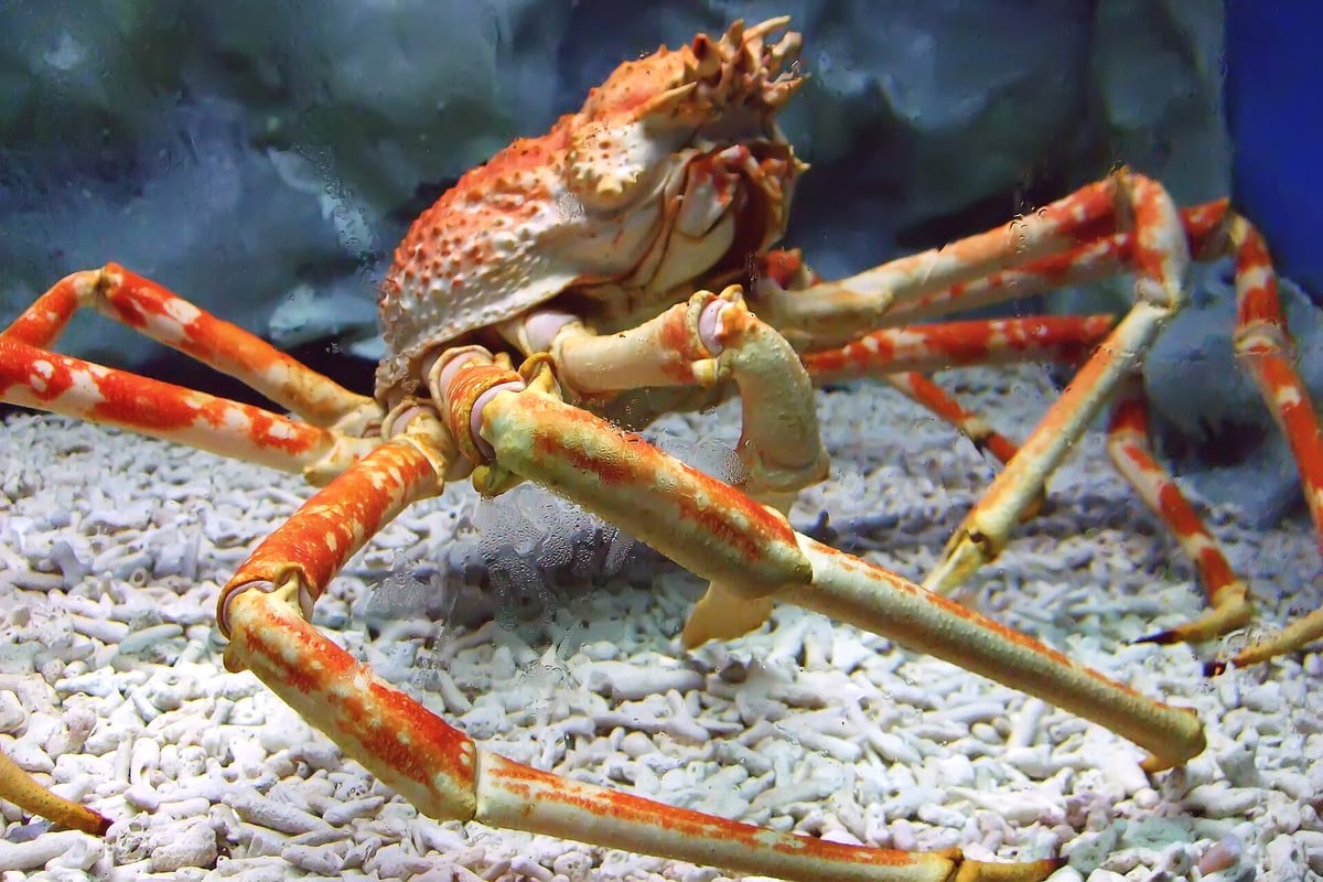 Manila Ocean Park Ticket Prices + Complete Visitor Guide (2026)